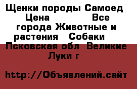 Щенки породы Самоед › Цена ­ 20 000 - Все города Животные и растения » Собаки   . Псковская обл.,Великие Луки г.